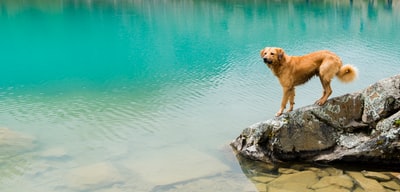 棕色的狗站在灰色岩石的水域
